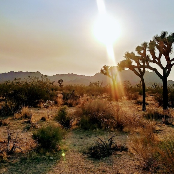 About Me 🌴🌵🌞✌🙏💜 - Picture 2 of 8